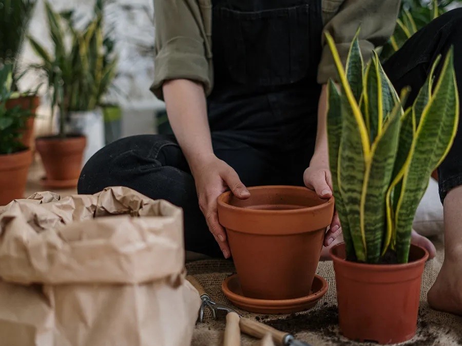 Transfering Plant into the Pot