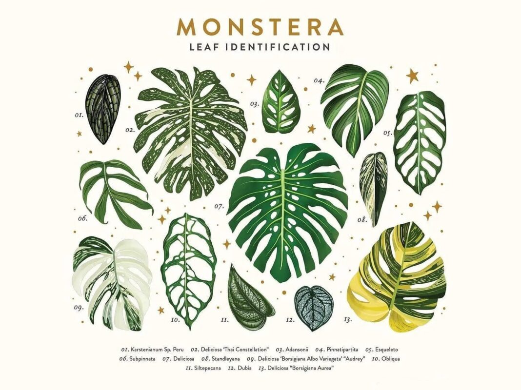 Monstera Name List