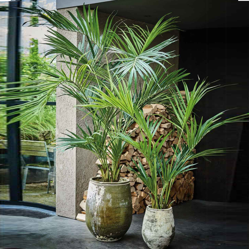 Areca Palm