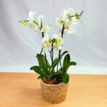 ORCHID MIX
