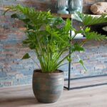 PHILODENDRON