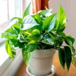POTHOS