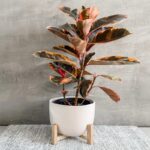 RUBBER PLANT VARIEGATED - FICUS ELASTICA