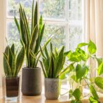 SNAKE PLANT - SANSEVIERIA