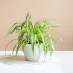 SPIDER PLANT