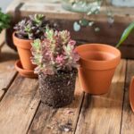 SUCCULENT MIX
