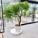YUCCA MULTI HEAD - SPINELESS JEWELS