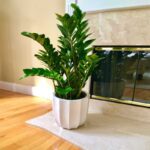 ZAMIA INDOOR
