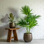 LIVISTONA PALM