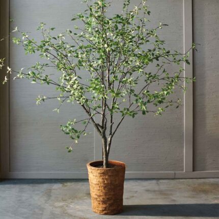 Ficus Benjamina