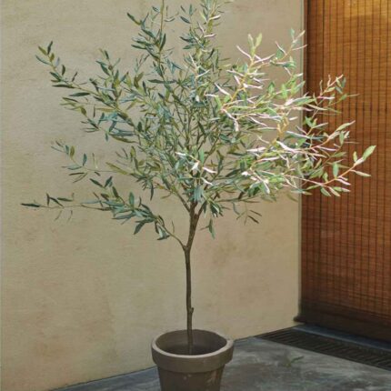 Olive Plant