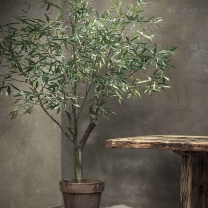 Olive Tree