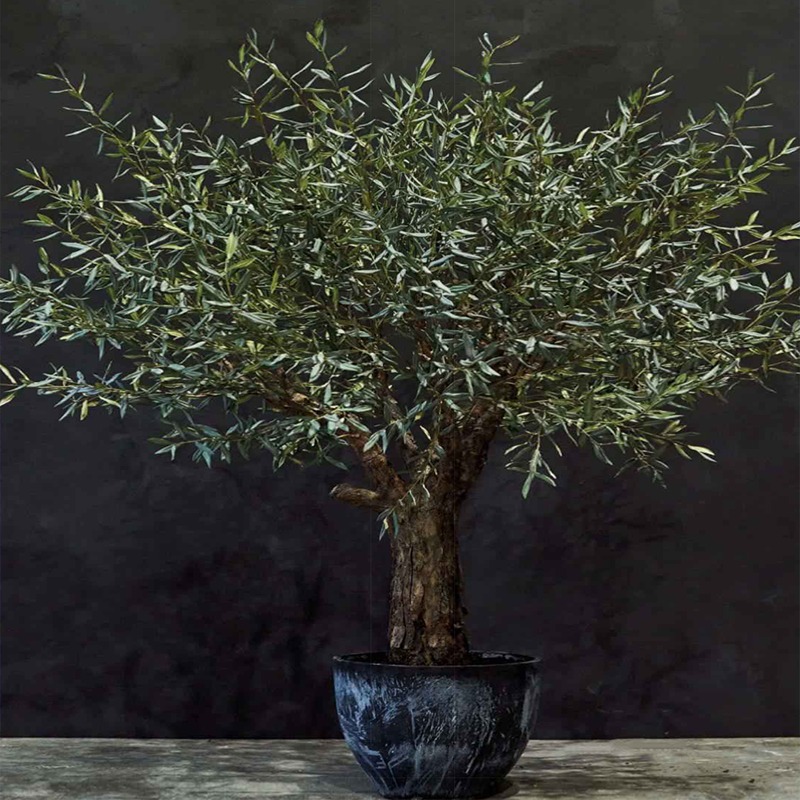 Olive Tree