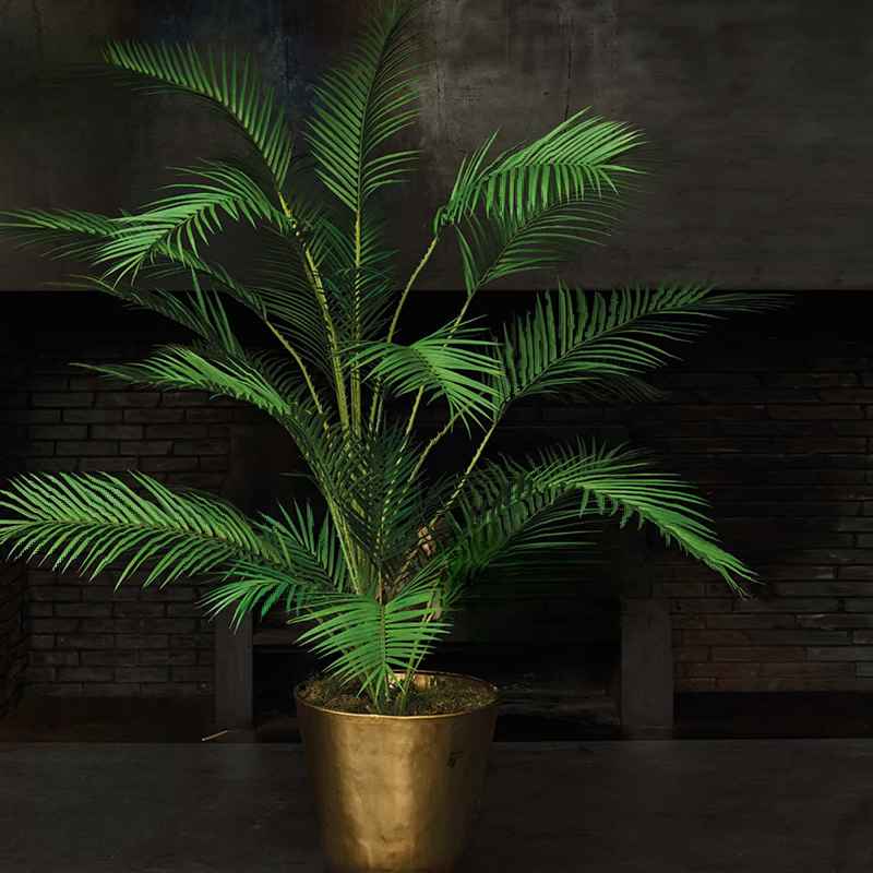 Kentia Palm