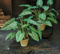 Alocasia Palm