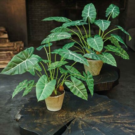 Alocasia Palm