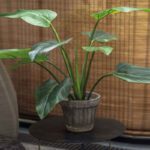Strelitzia / Bird of Paradise