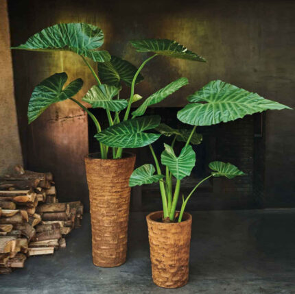 Alocasia Palm