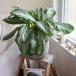 Indoor plant