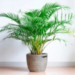 Golden Cane Palm