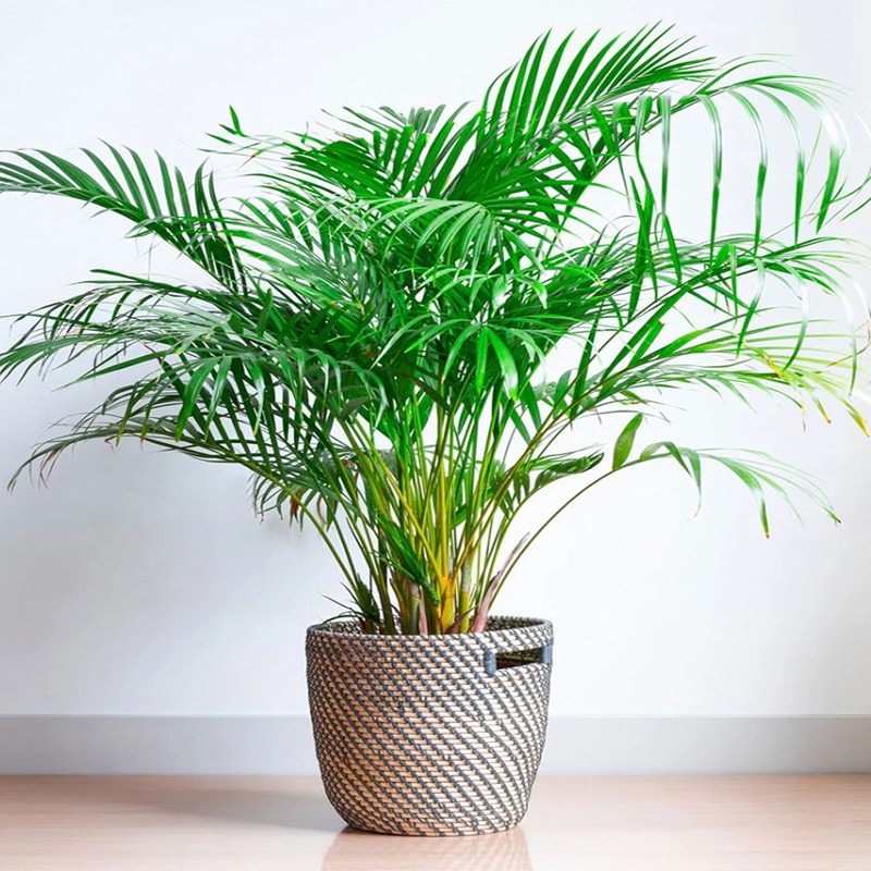 ARECA – Golden Seed