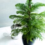 Indoor plant