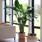 BIRD OF PARADISE