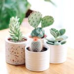 CACTUS CLUSTER