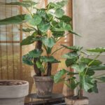 Alocasia Palm