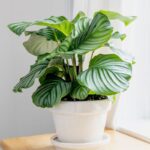 CALATHEA ORBIFOLIA