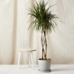 DRACAENA MARGINATA - DRAGON TREE