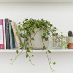 indoor plant