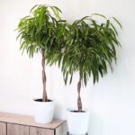 FICUS AMSTEL QUEEN