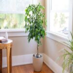 FICUS BENJAMINA - WEEPING FIG