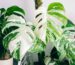 Monstera Albo