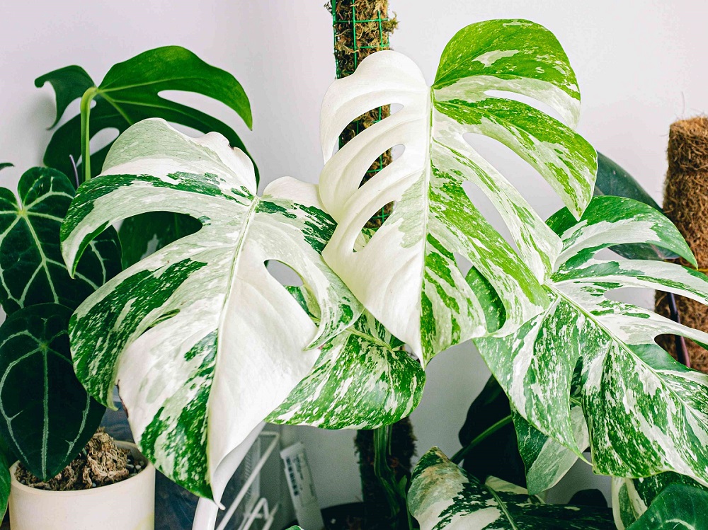 Monstera Albo