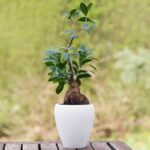 FICUS BONSAI