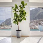 FICUS FIDDLE LEAF - FIDDLE LEAF FIG - FICUS LYRATA