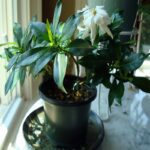 indoor plants