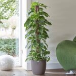indoor plants