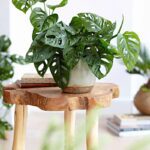 MONSTERA - MONKEY