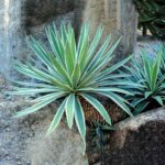 AGAVE