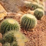 BARREL CACTUS