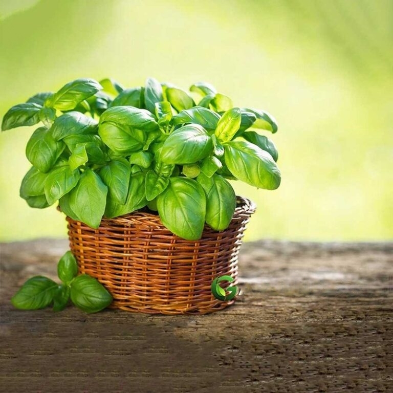 Basil Plant