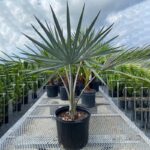BISMARCK PALM