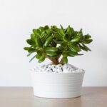 CRASSULA OVATA - JADE PLANT