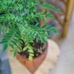 CURRY LEAVES PLANT