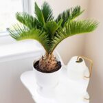 CYCAS PALM - SAGO PALM