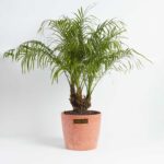DATE PALM