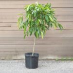 Ficus Amstel Queen-Indoor Plants